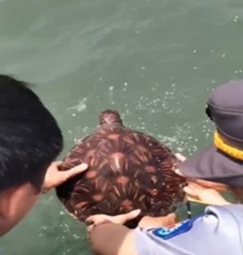 Thả động vật quý hiếm có nguy cơ tuyệt chủng về với biển- Ảnh 2.