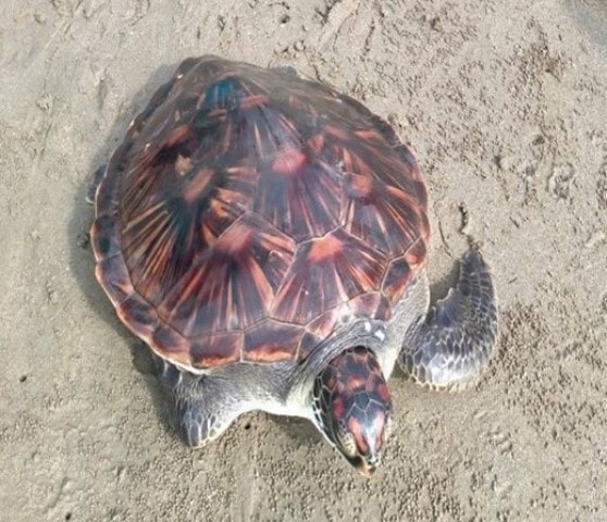 Thả động vật quý hiếm có nguy cơ tuyệt chủng về với biển- Ảnh 1.