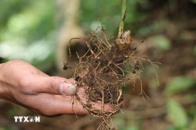 Đà Nẵng: Bắt giữ 3 đối tượng đào trộm gần 300 gốc sâm Ngọc Linh- Ảnh 1.