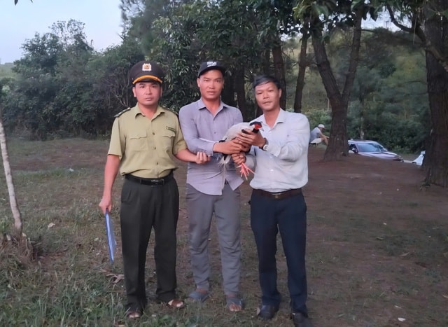 Phát hiện gà lôi trắng quý hiếm bay vào quán nước, người đàn ông giao nộp cho phường- Ảnh 1. Phát hiện gà lôi trắng quý hiếm bay vào quán nước, người đàn ông giao nộp cho phường- Ảnh 1.