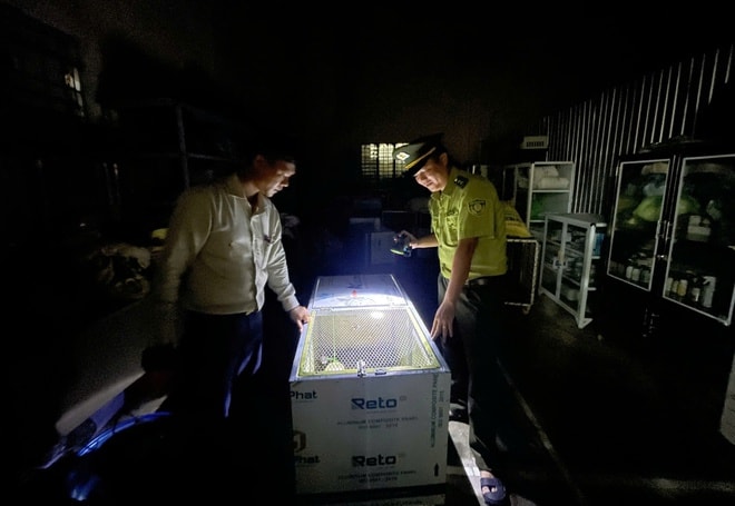 Phát hiện gà lôi trắng quý hiếm bay vào quán nước, người đàn ông giao nộp cho phường- Ảnh 2. Phát hiện gà lôi trắng quý hiếm bay vào quán nước, người đàn ông giao nộp cho phường- Ảnh 2.