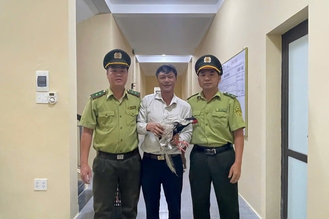 Phát hiện gà lôi trắng quý hiếm bay vào quán nước, người đàn ông giao nộp cho phường- Ảnh 3. Phát hiện gà lôi trắng quý hiếm bay vào quán nước, người đàn ông giao nộp cho phường- Ảnh 3.