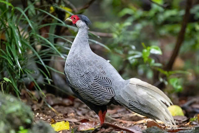 Được tặng, nuôi chơi động vật quý hiếm mà không biết có bị xử lý hình sự?- Ảnh 2.