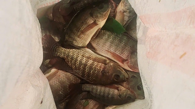 Hà Nội ngập sâu, người dân ra giữa đường đạp vịt, bắt cá- Ảnh 4.