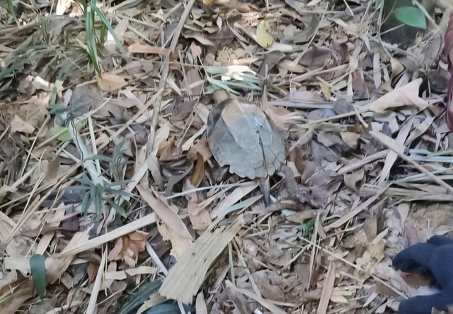 Tăng cường tuần tra rừng, gỡ bẫy để bảo vệ động vật quý hiếm- Ảnh 2.