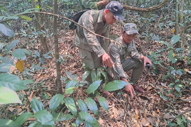 Tăng cường tuần tra rừng, gỡ bẫy để bảo vệ động vật quý hiếm- Ảnh 1.