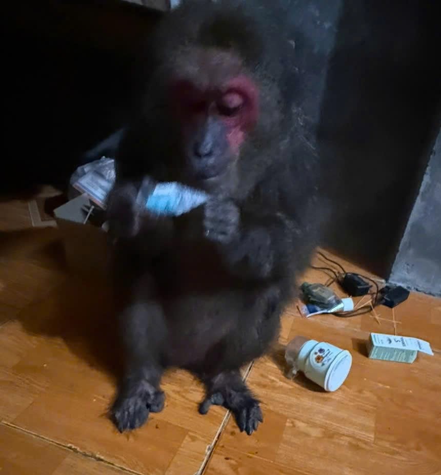 Tuần tra trong đêm, CSGT phát hiện khỉ mặt đỏ quý hiếm chạy lạc vào nhà dân- Ảnh 1. Tuần tra trong đêm, CSGT phát hiện khỉ mặt đỏ quý hiếm chạy lạc vào nhà dân- Ảnh 1.