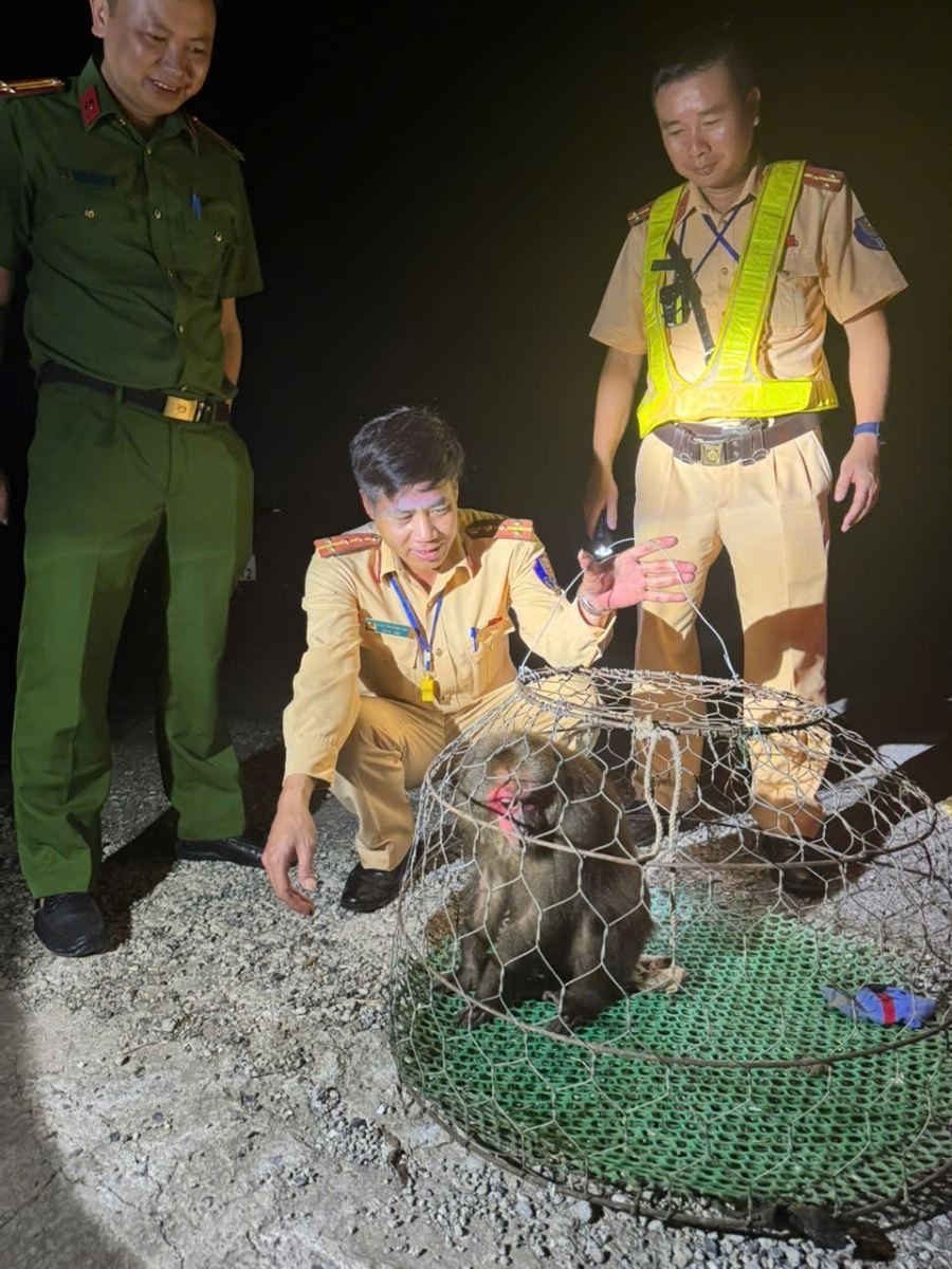 Tuần tra trong đêm, CSGT phát hiện khỉ mặt đỏ quý hiếm chạy lạc vào nhà dân- Ảnh 2. Tuần tra trong đêm, CSGT phát hiện khỉ mặt đỏ quý hiếm chạy lạc vào nhà dân- Ảnh 2.