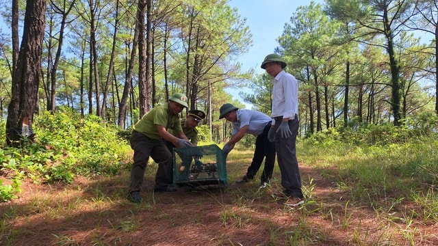 Huế xử phạt mua bán chim chào mào, siết chặt kiểm soát việc phóng sinh dịp lễ Vu lan- Ảnh 1.