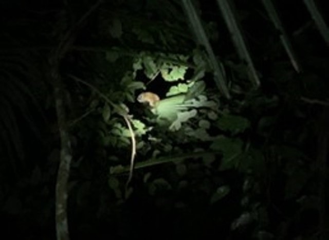 Thả 23 cá thể động vật quý hiếm về môi trường tự nhiên- Ảnh 5.