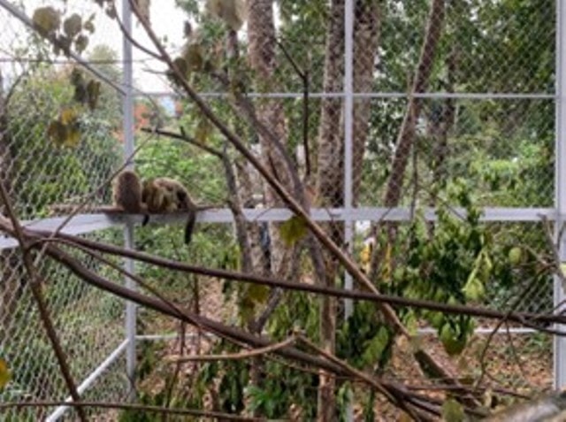 Thả 23 cá thể động vật quý hiếm về môi trường tự nhiên- Ảnh 4.