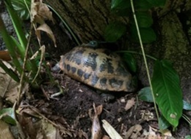 Thả 23 cá thể động vật quý hiếm về môi trường tự nhiên- Ảnh 3.