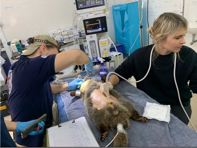 Thả 23 cá thể động vật quý hiếm về môi trường tự nhiên- Ảnh 1.