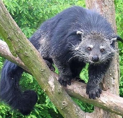 Loài động vật cực quý hiếm có mùi cơ thể như bắp rang bơ- Ảnh 2.