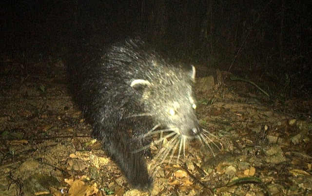 Loài động vật cực quý hiếm có mùi cơ thể như bắp rang bơ- Ảnh 1.