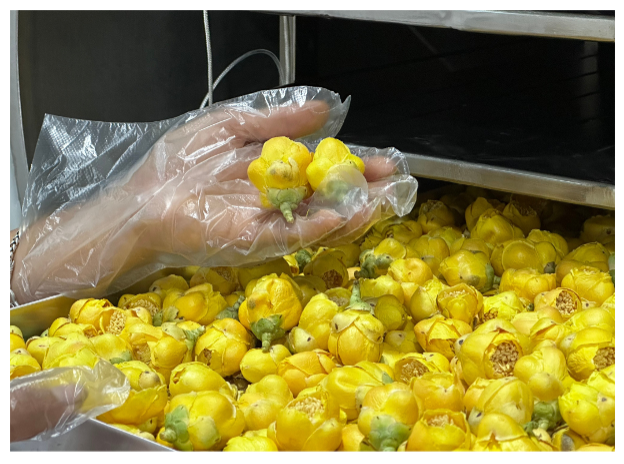 Bảo tồn nguồn gen, định hướng phát triển vùng dược liệu trà hoa vàng- Ảnh 1.