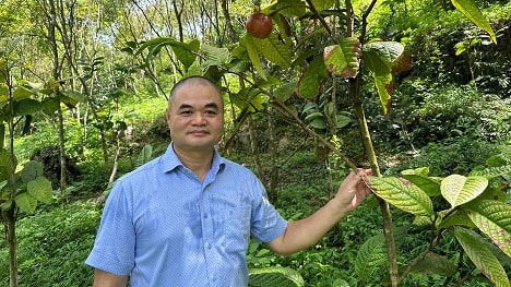 Bảo tồn nguồn gen, định hướng phát triển vùng dược liệu trà hoa vàng- Ảnh 4.