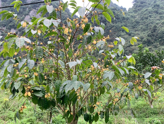 Bảo tồn nguồn gen, định hướng phát triển vùng dược liệu trà hoa vàng- Ảnh 3.