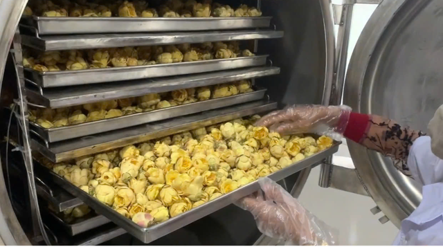 Bảo tồn nguồn gen, định hướng phát triển vùng dược liệu trà hoa vàng- Ảnh 5.