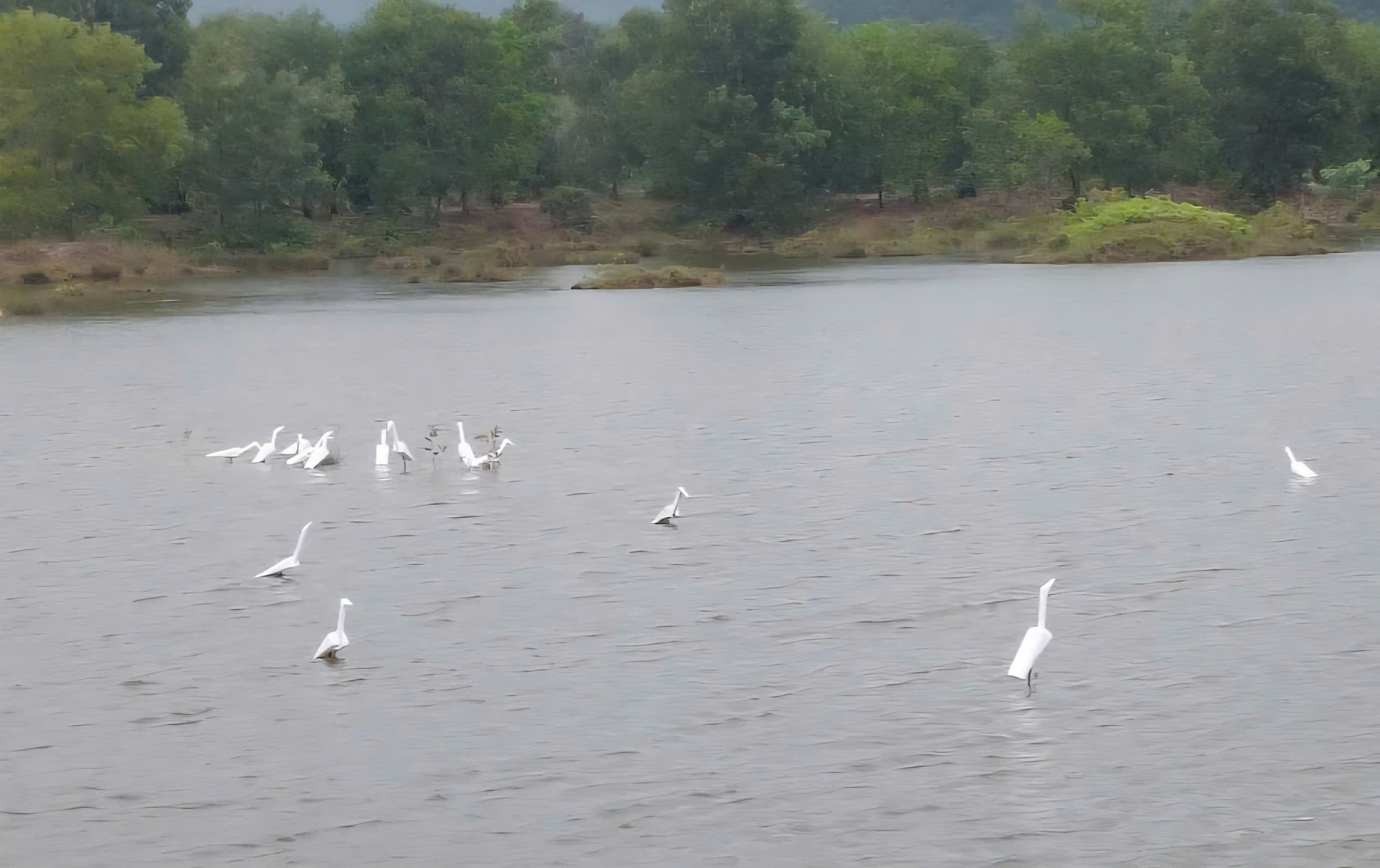Bẫy giăng kín đồng ruộng, kiểm lâm ráo riết tháo gỡ bảo vệ chim hoang dã- Ảnh 1.