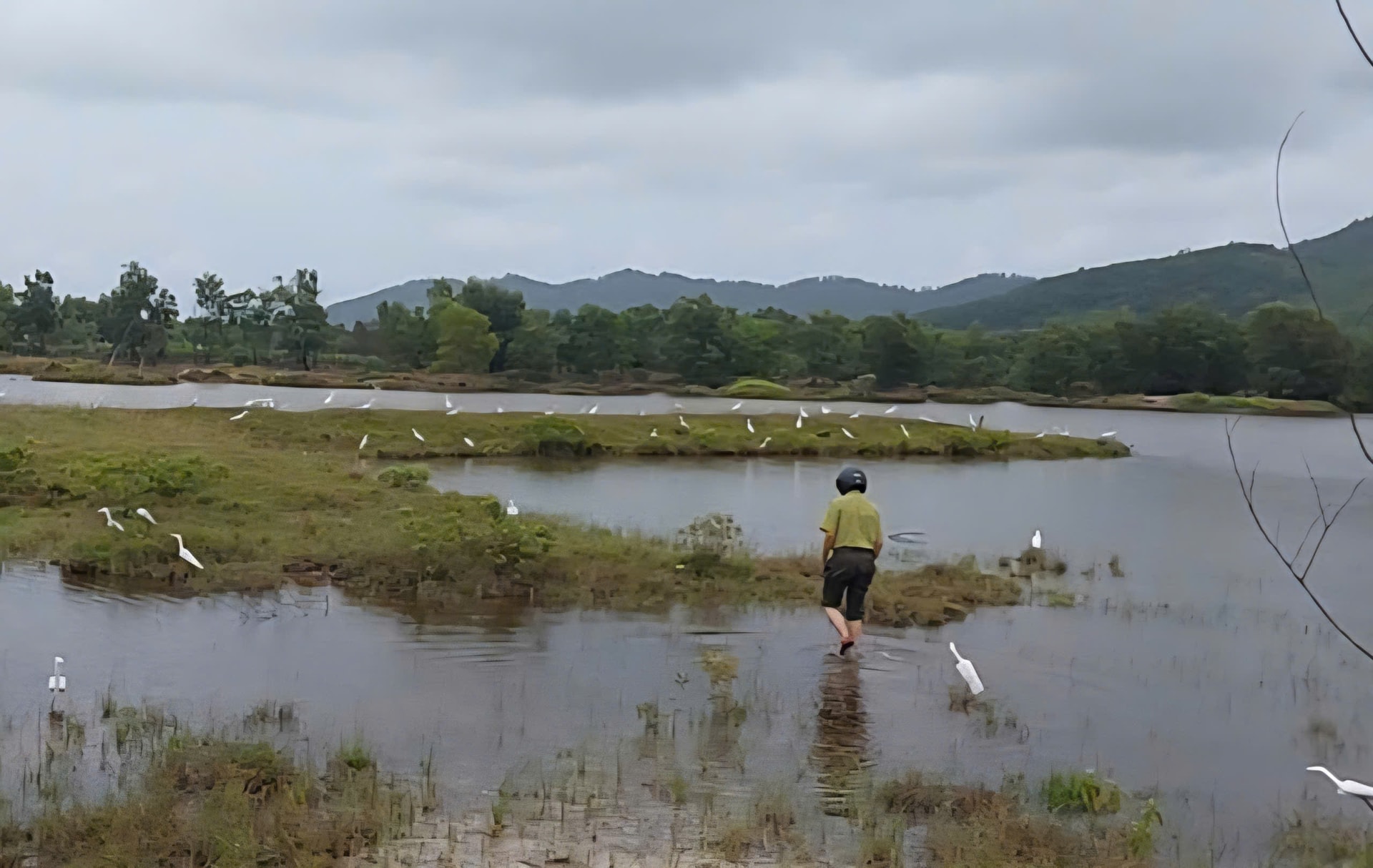 Bẫy giăng kín đồng ruộng, kiểm lâm ráo riết tháo gỡ bảo vệ chim hoang dã- Ảnh 2.