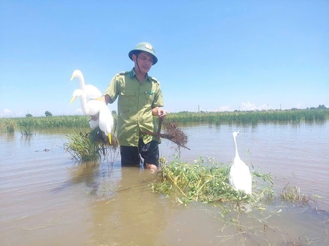 Bẫy giăng kín đồng ruộng, kiểm lâm ráo riết tháo gỡ bảo vệ chim hoang dã- Ảnh 3.