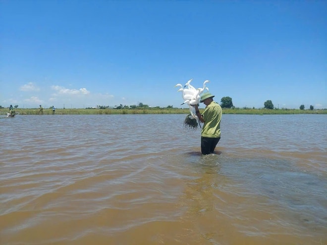 Bẫy giăng kín đồng ruộng, kiểm lâm ráo riết tháo gỡ bảo vệ chim hoang dã- Ảnh 4.