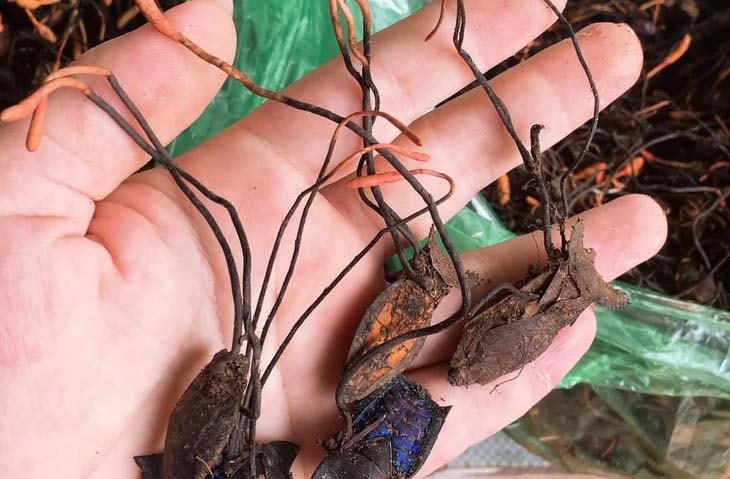 dong-trung-ha-thao-bo-xit