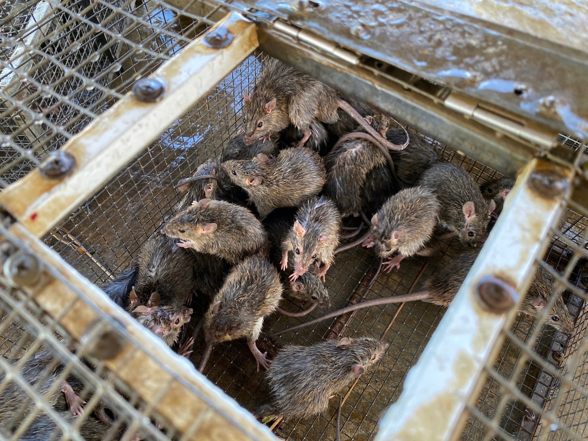 Cả xã cùng săn chuột đồng, kiếm tiền triệu mỗi đêm- Ảnh 5. Cả xã cùng săn chuột đồng, kiếm tiền triệu mỗi đêm- Ảnh 5.