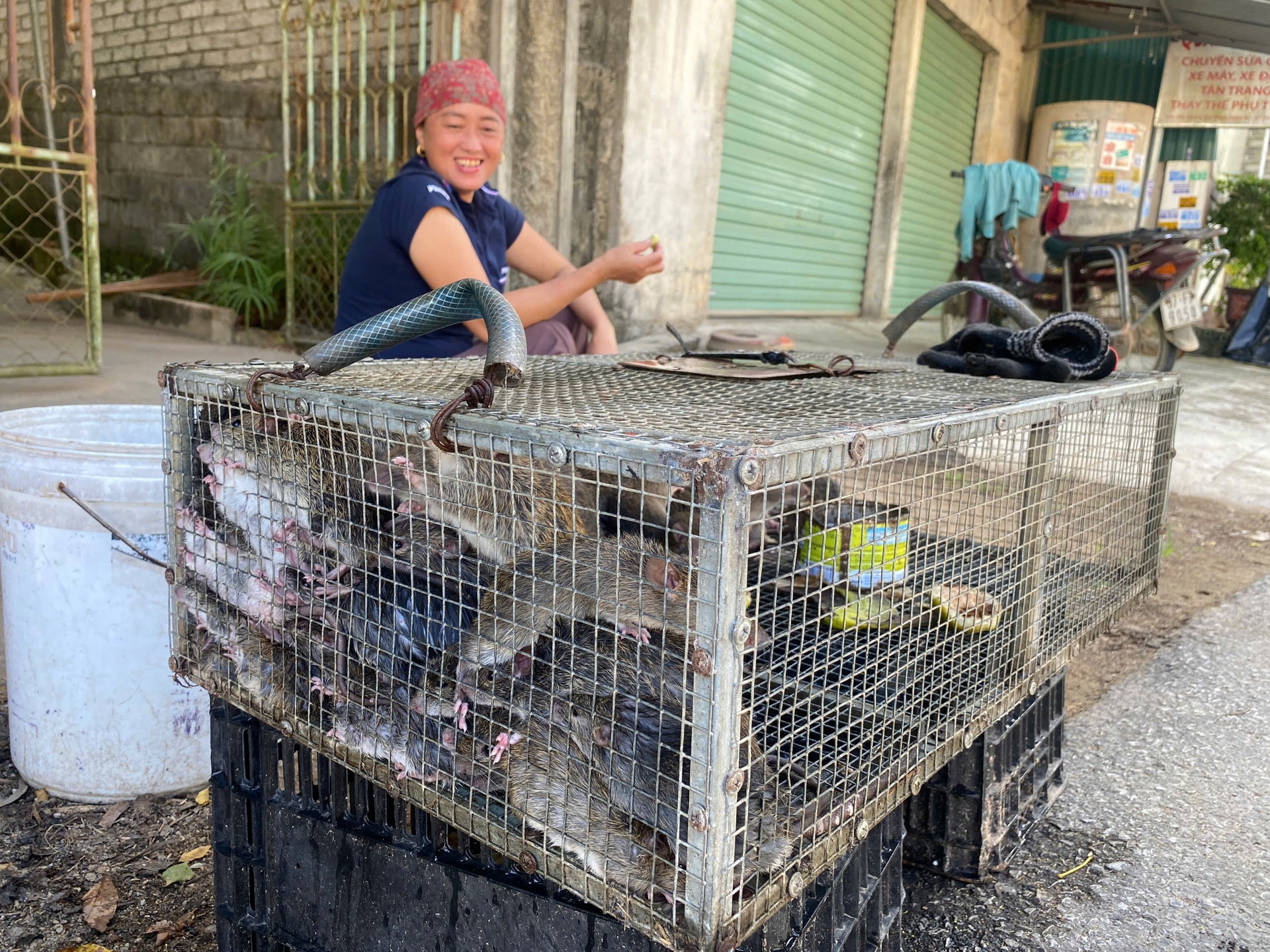 Cả xã cùng săn chuột đồng, kiếm tiền triệu mỗi đêm- Ảnh 1. Cả xã cùng săn chuột đồng, kiếm tiền triệu mỗi đêm- Ảnh 1.