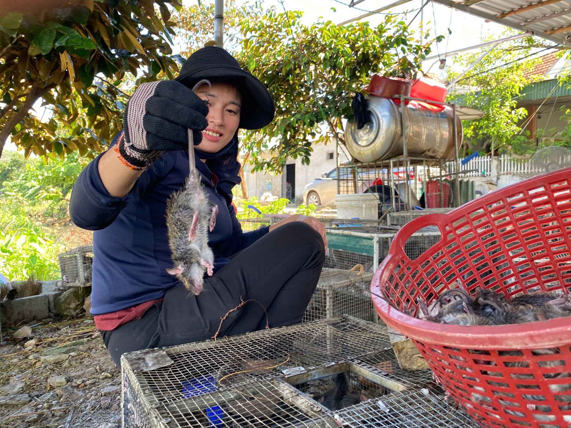 Cả xã cùng săn chuột đồng, kiếm tiền triệu mỗi đêm- Ảnh 10. Cả xã cùng săn chuột đồng, kiếm tiền triệu mỗi đêm- Ảnh 10.