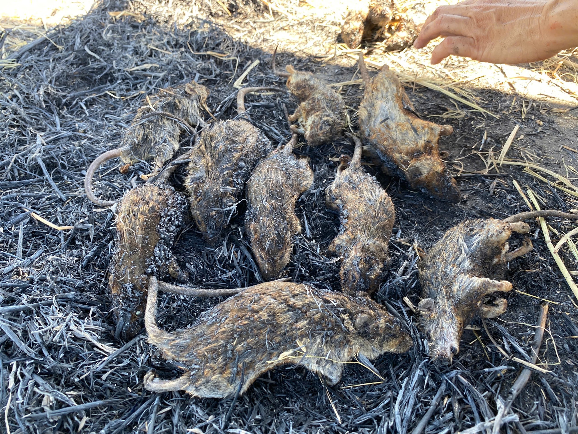 Cả xã cùng săn chuột đồng, kiếm tiền triệu mỗi đêm- Ảnh 15. Cả xã cùng săn chuột đồng, kiếm tiền triệu mỗi đêm- Ảnh 15.