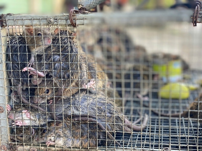 Cả xã cùng săn chuột đồng, kiếm tiền triệu mỗi đêm- Ảnh 9. Cả xã cùng săn chuột đồng, kiếm tiền triệu mỗi đêm- Ảnh 9.