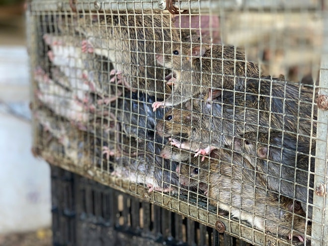 Cả xã cùng săn chuột đồng, kiếm tiền triệu mỗi đêm- Ảnh 8. Cả xã cùng săn chuột đồng, kiếm tiền triệu mỗi đêm- Ảnh 8.