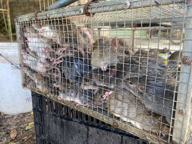 Cả xã cùng săn chuột đồng, kiếm tiền triệu mỗi đêm- Ảnh 7. Cả xã cùng săn chuột đồng, kiếm tiền triệu mỗi đêm- Ảnh 7.