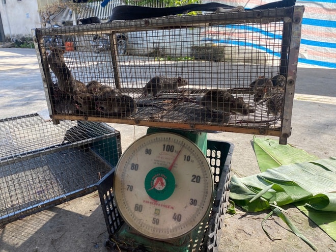 Cả xã cùng săn chuột đồng, kiếm tiền triệu mỗi đêm- Ảnh 4. Cả xã cùng săn chuột đồng, kiếm tiền triệu mỗi đêm- Ảnh 4.