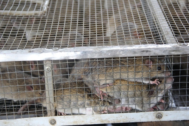 Cả xã cùng săn chuột đồng, kiếm tiền triệu mỗi đêm- Ảnh 6. Cả xã cùng săn chuột đồng, kiếm tiền triệu mỗi đêm- Ảnh 6.