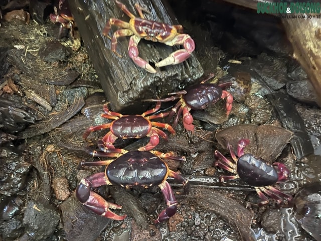 Nuôi cua đá trên đảo Cồn Cỏ: Hướng đi mới cho sinh kế và bảo tồn- Ảnh 3. Nuôi cua đá trên đảo Cồn Cỏ: Hướng đi mới cho sinh kế và bảo tồn- Ảnh 3.