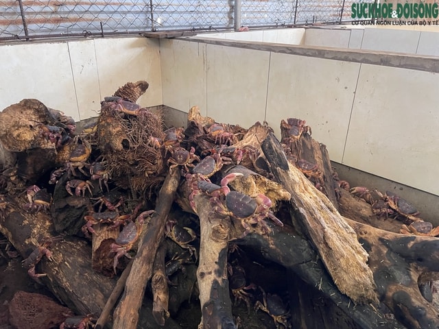 Nuôi cua đá trên đảo Cồn Cỏ: Hướng đi mới cho sinh kế và bảo tồn- Ảnh 5. Nuôi cua đá trên đảo Cồn Cỏ: Hướng đi mới cho sinh kế và bảo tồn- Ảnh 5.