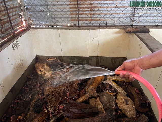 Nuôi cua đá trên đảo Cồn Cỏ: Hướng đi mới cho sinh kế và bảo tồn- Ảnh 7. Nuôi cua đá trên đảo Cồn Cỏ: Hướng đi mới cho sinh kế và bảo tồn- Ảnh 7.