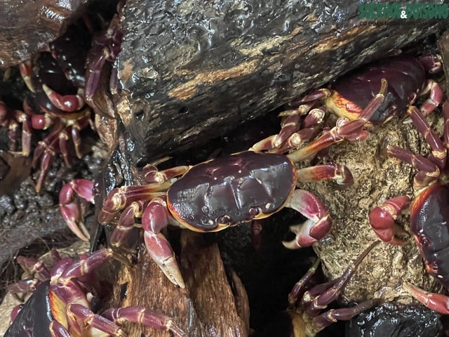 Nuôi cua đá trên đảo Cồn Cỏ: Hướng đi mới cho sinh kế và bảo tồn- Ảnh 8. Nuôi cua đá trên đảo Cồn Cỏ: Hướng đi mới cho sinh kế và bảo tồn- Ảnh 8.