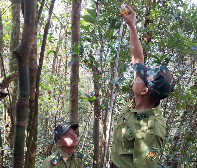 Phát hiện loài chè quý hiếm nằm ở vùng núi cao của Huế- Ảnh 1. Phát hiện loài chè quý hiếm nằm ở vùng núi cao của Huế- Ảnh 1.