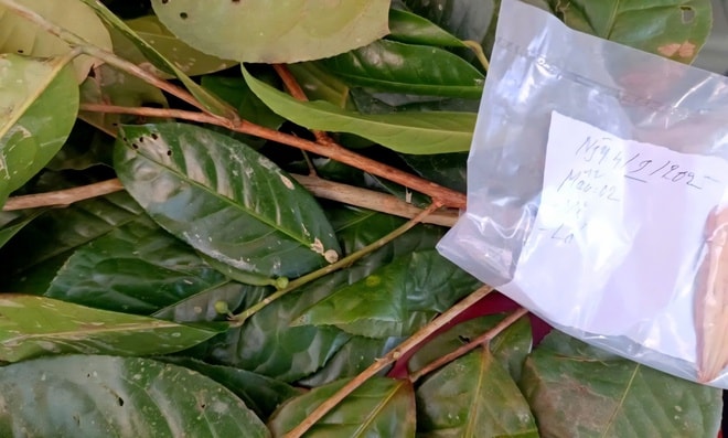 Phát hiện loài chè quý hiếm nằm ở vùng núi cao của Huế- Ảnh 2. Phát hiện loài chè quý hiếm nằm ở vùng núi cao của Huế- Ảnh 2.