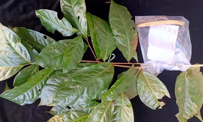 Phát hiện loài chè quý hiếm nằm ở vùng núi cao của Huế- Ảnh 3. Phát hiện loài chè quý hiếm nằm ở vùng núi cao của Huế- Ảnh 3.