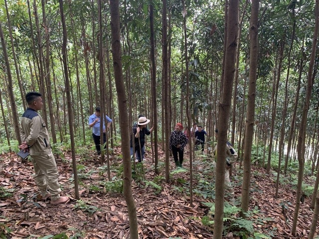 Phát triển cây quế dược liệu ở Yên Bái, tỉnh Lào Cai: Cơ hội và thách thức- Ảnh 1.