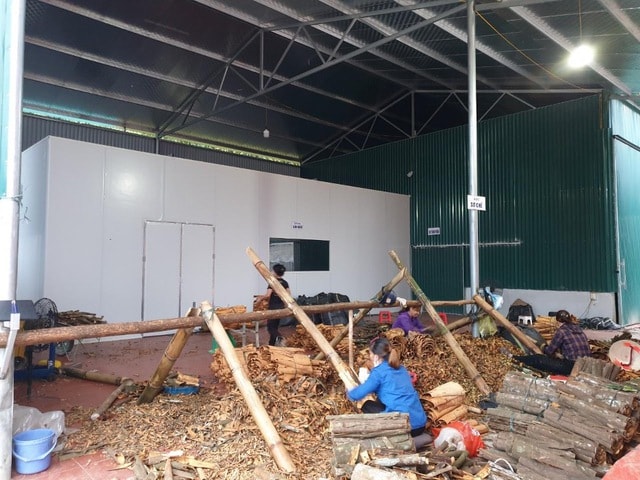 Phát triển cây quế dược liệu ở Yên Bái, tỉnh Lào Cai: Cơ hội và thách thức- Ảnh 2.