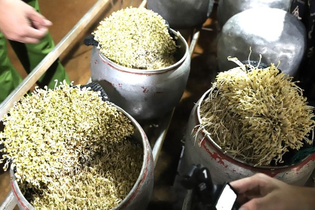 Dùng chất cấm để sản xuất giá đỗ- Ảnh 1.