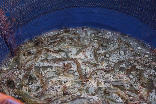 Giá tôm thẻ chân trắng 'nghịch vụ' tăng cao- Ảnh 1.