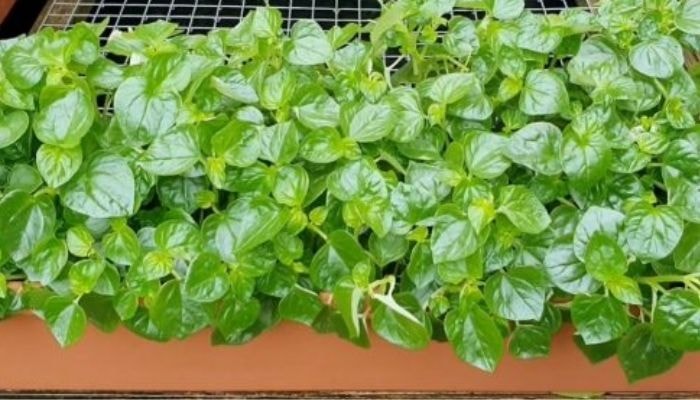 Cách làm đẹp từ rau càng cua- Ảnh 1.