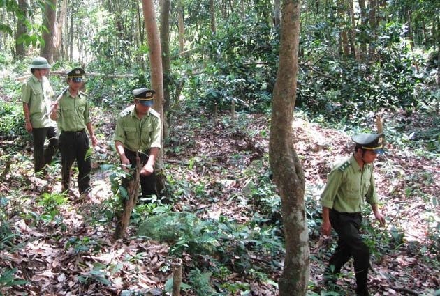 Chuyện về loài cây quý hiếm bậc nhất Việt Nam- Ảnh 4. Chuyện về loài cây quý hiếm bậc nhất Việt Nam- Ảnh 4.